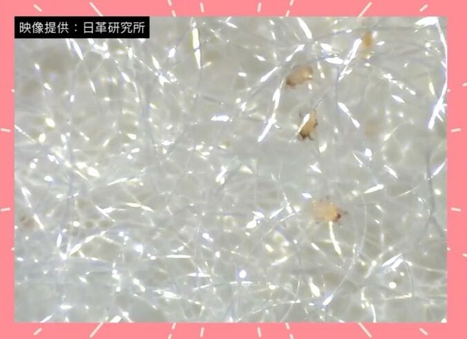 映像提供：日革研究所