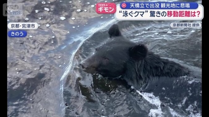 水面から顔を出すクマ