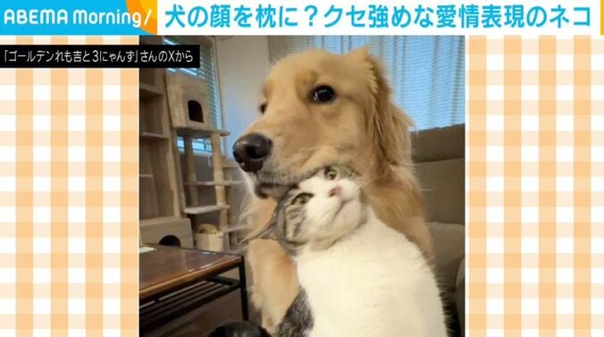 ゴールデンレトリバーのれも吉ちゃん、猫のちま吉ちゃん