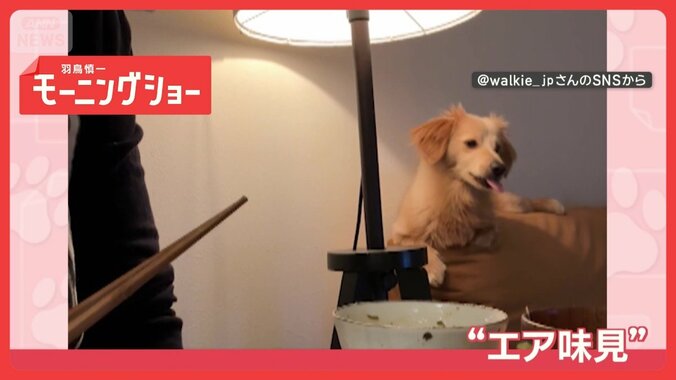 「モグモグしちゃうワン」飼い主が食べると一緒にモグモグ犬　“エア味見”してる？ 1枚目