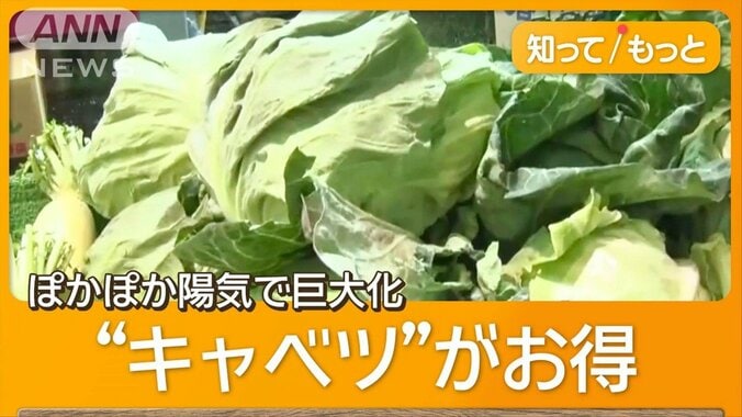 旬のタケノコ割高も…葉物野菜は軒並み安く　キャベツようやく値下がり「客が笑顔」 1枚目
