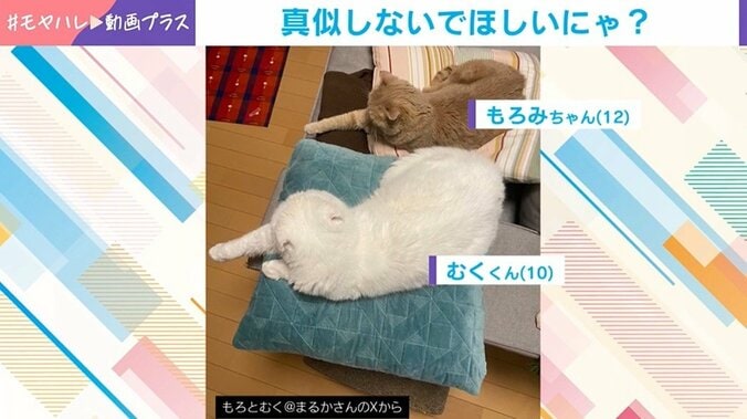 猫のむくくんともろみちゃん