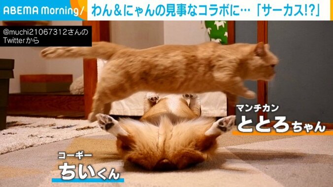 まるでサーカス!? 犬の上を“華麗なジャンプ”で飛び越える猫に「もはや芸術…」「奇跡のコラボ」と絶賛の声  1枚目