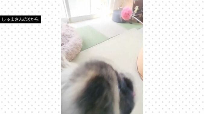 朱鞠くん