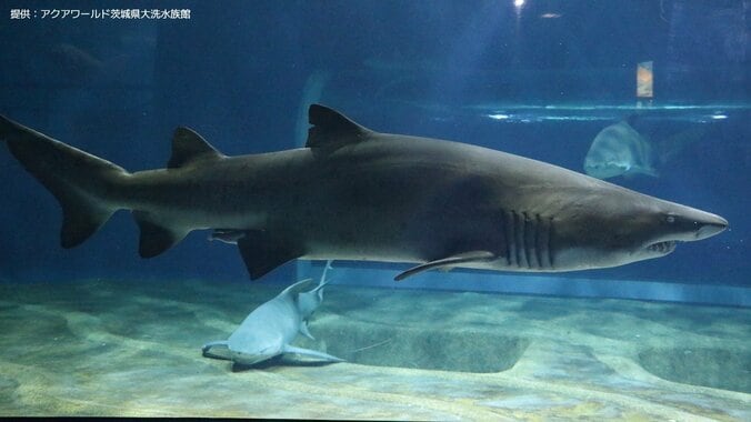 【サメの見分け方】アクアワールド茨城県大洗水族館にいるサメ｢シロワニ｣を見分けよう 5枚目