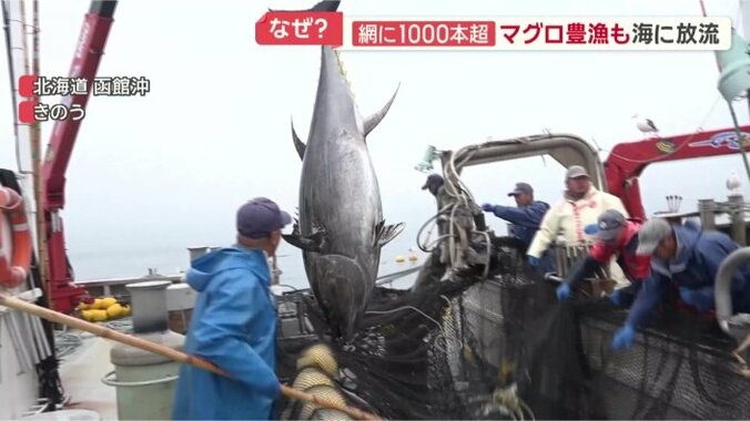 超大物のクロマグロ