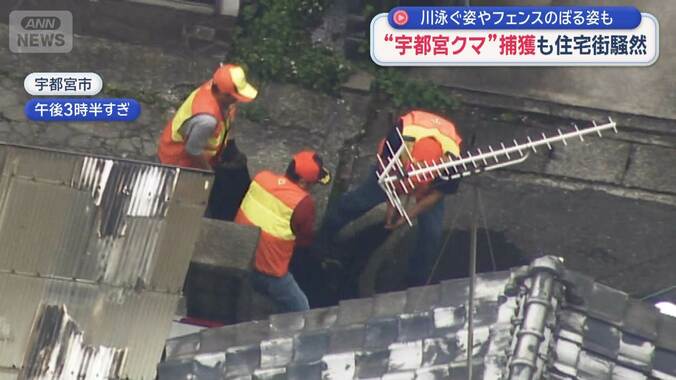 “宇都宮クマ”捕獲の瞬間　2頭以上いる恐れで住民不安 1枚目