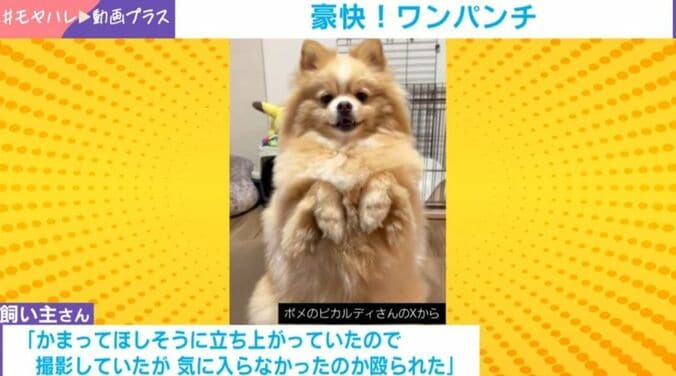 ピカルディくん