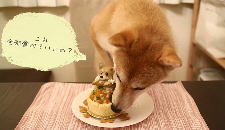 ふわもこ男子な柴犬「だいふく」  お寿司屋さんごっこやお花見を満喫中