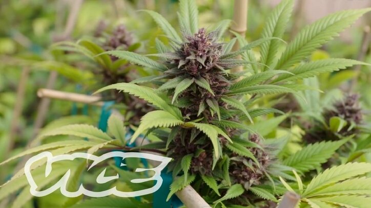 カナダの大麻事情　合法化をめぐる議論――誰がリーダーシップを取るべきか