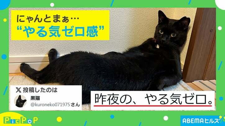 ニャンと、まあ… ヤル気がなさすぎる猫がネット上で話題に 「休んでいる人間みたい」「ゼロ感半端ない」