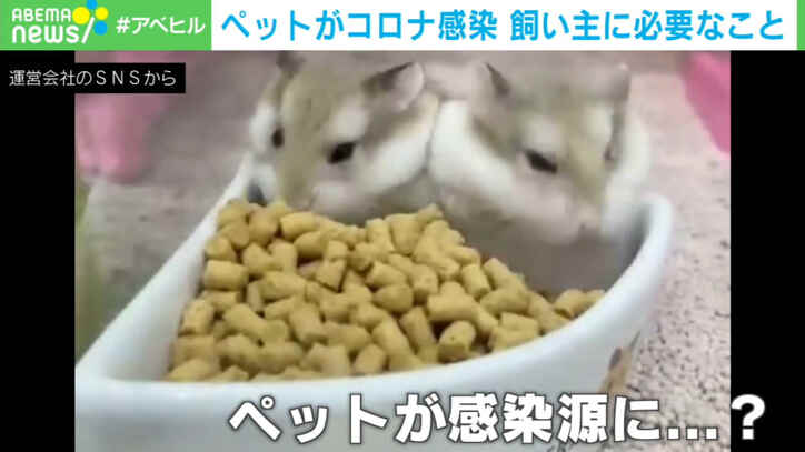 【映像】香港でハムスター約2000匹を殺処分に…根拠は？ 専門家に聞く