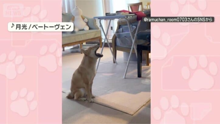 歌っちゃうワン