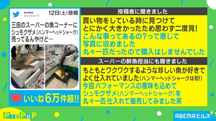 スーパーの鮮魚コーナーに“巨大サメ”!? 鮮魚担当者「結局丸々1匹を購入される方はいませんでした」