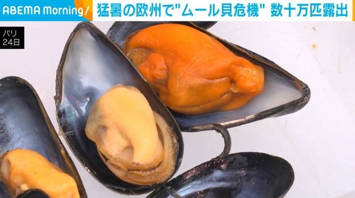 ムール貝