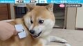 「貴様…」ブラッシングされると牙をむく柴犬に「スリリングすぎるw」「だるまさんが転んだかと思ったら、最後好き」と反響