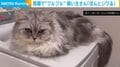 小刻みにブルブル震える猫 “予想外な場所”でたたずむ姿に「マッサージ受けてる」「どこで落ち着いてんねんw」反響続々