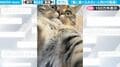「食べられたッ」愛くるしい猫が見せた迫力満点のガブリ!“猫に食べられたい人向け”の動画に反響