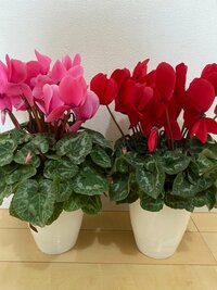 原田龍二の嫁『ふるさと納税でお気に入り』