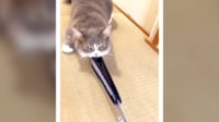 散歩に連れて行こうとする猫 vs 抵抗する猫の綱引き