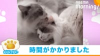 【映像】食べる勢いで舐める先輩猫