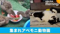 スイカを“爆速”で食べるアイガモたちに驚きの声