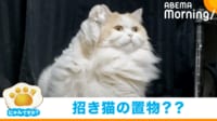 【映像】瞬きもせずフリーズする猫