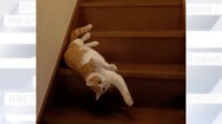 【映像】「また液体に」階段をトロ～と滑り落ちる猫 その理由は「甘えたい」