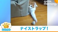 【映像】華麗なトラップを披露する猫