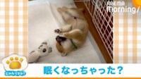【映像】遊んでいる途中に“電池切れ”した柴犬