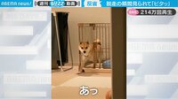 【映像】柴犬が見せた秀逸リアクション