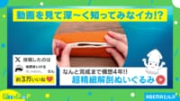 【映像】再現度がすごいイカの“解剖ぬいぐるみ”の出来栄え