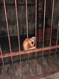 金爆・樽美酒研二、裸でうなだれる写真の使用許可出す