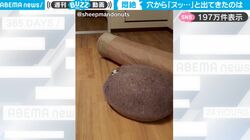 あれ、猫がいない？ 穴の中からヌッ…あまりにかわいらしい登場の仕方に反響「おめめが可愛すぎるぅぅぅ！！」「何度もリピ」