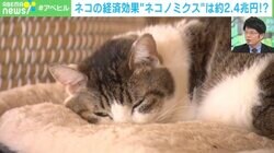日本経済を引っ張るのはネコ！？ “ネコノミクス”推定2.5兆円に経済アナリスト森永康平氏「ロボット猫・犬が流行すると市場が倍増する可能性もある」