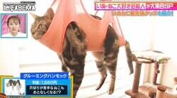 プラーン！ハンモックで吊るされる猫…その意外な目的に稲垣吾郎も興味津々