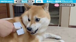 「貴様…」ブラッシングされると牙をむく柴犬に「スリリングすぎるw」「だるまさんが転んだかと思ったら、最後好き」と反響