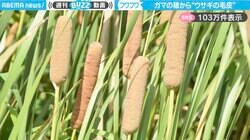 「ふわっふわ！」ガマの穂から“ウサギの毛皮”を取り出す実験に「こんな可愛くなるならやってみたい」「これでバッグ作ろう！」と反響