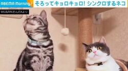 大好きなおもちゃに視線が右へ左へ…“完全に一致”する2匹の猫に反響「シンクロ」「息が合ってる」