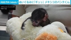 メキシコ生まれの“パンチくん”が話題 母猿に育児放棄された赤ちゃんザル ぬいぐるみ抱きしめる姿に来園者が歓声