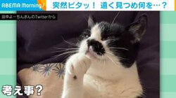 宇宙と交信中？ 毛づくろい→急に動きが止まる猫 遠くを見つめる姿に「非常に可愛い」「何か思い出した!?」と反響