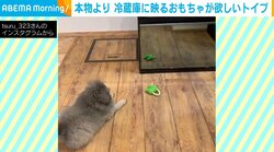 本物そっちのけ！ “もう1つのおもちゃ”に夢中なトイプーの姿に「超純粋（笑）」「可愛すぎる」と反響