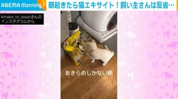 「やらかした…」 トイレ砂をぶちまける猫 “無邪気”に遊ぶ姿に「元気が一番」「笑うしかないですよね」反響続々