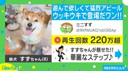 “ニッコニコの笑顔“でしっぽを振り回す柴犬にネット民悶絶「可愛いが限界突破…」「疲れ吹っ飛ぶｗｗ」