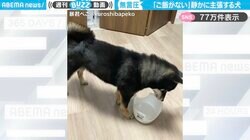 「ご飯ないよ…」静かに主張する柴犬の“無言圧力”に「しょんぼり来て帰っていく姿がかわいい」「こっち見ないで主張する奥ゆかしさ笑」と反響