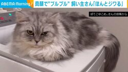 小刻みにブルブル震える猫 “予想外な場所”でたたずむ姿に「マッサージ受けてる」「どこで落ち着いてんねんw」反響続々