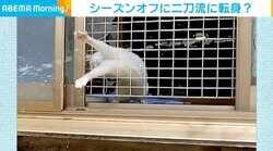 両前足をシュパパパパッ！ 撒かれる水をつかみたい白猫 「可愛いw」「無邪気で癒される」と反響