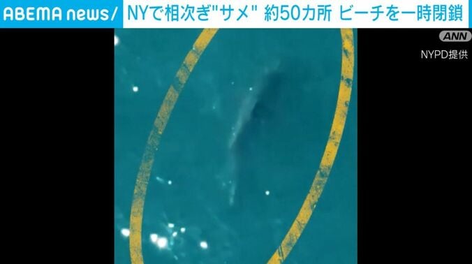 サメ