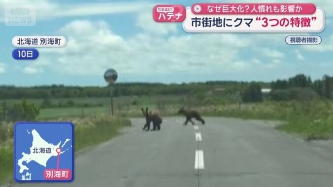 道路に2頭のクマ