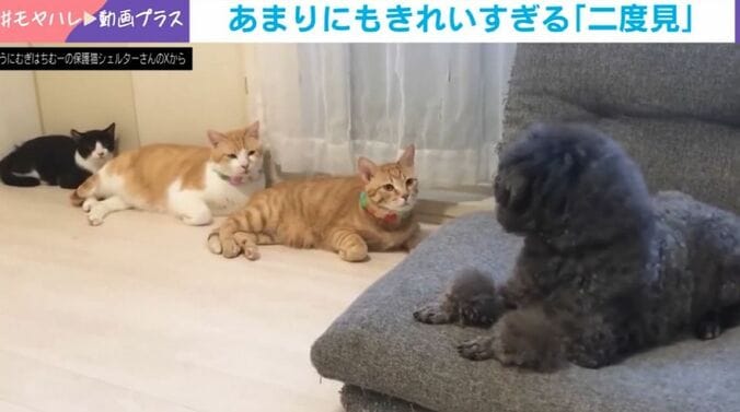 ちゅらちゃん、うにくん、むぎくん、むーくん